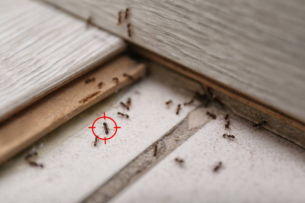 Best Pest Prevention Services  in Bermuda Run, NC