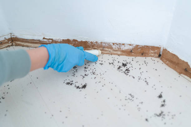Best Best Pest Control Companies  in Bermuda Run, NC